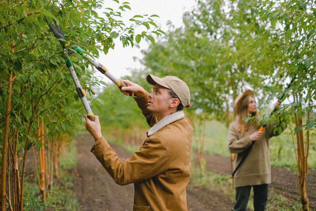 Trusted Nevada, MO Tree Service Experts